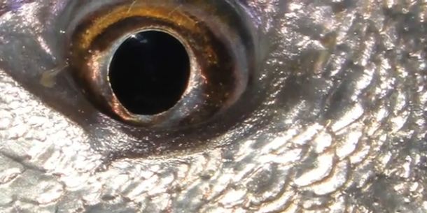 VIDEO: Monster mulloway